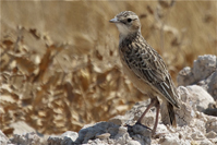 Chersomanes albofasciata